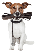Hund an der Leine
